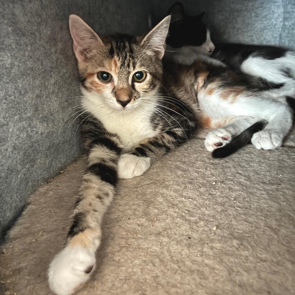 Spurrz, a Adoptable Domestic Short Hair in Bulverde, TX image 3/5