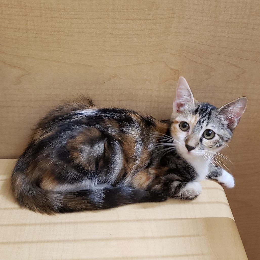 Spurrz, a Adoptable Domestic Short Hair in Bulverde, TX image 4/5