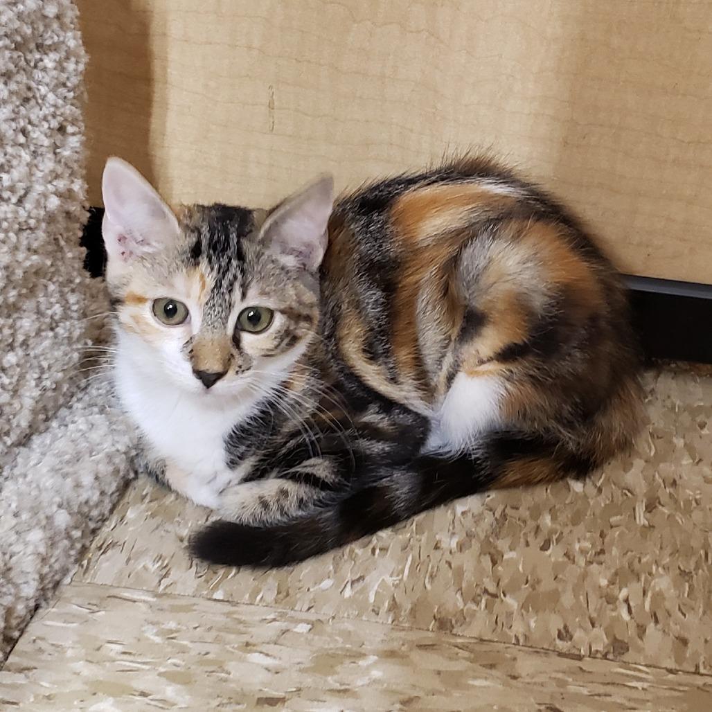 Spurrz, a Adoptable Domestic Short Hair in Bulverde, TX image 5/5