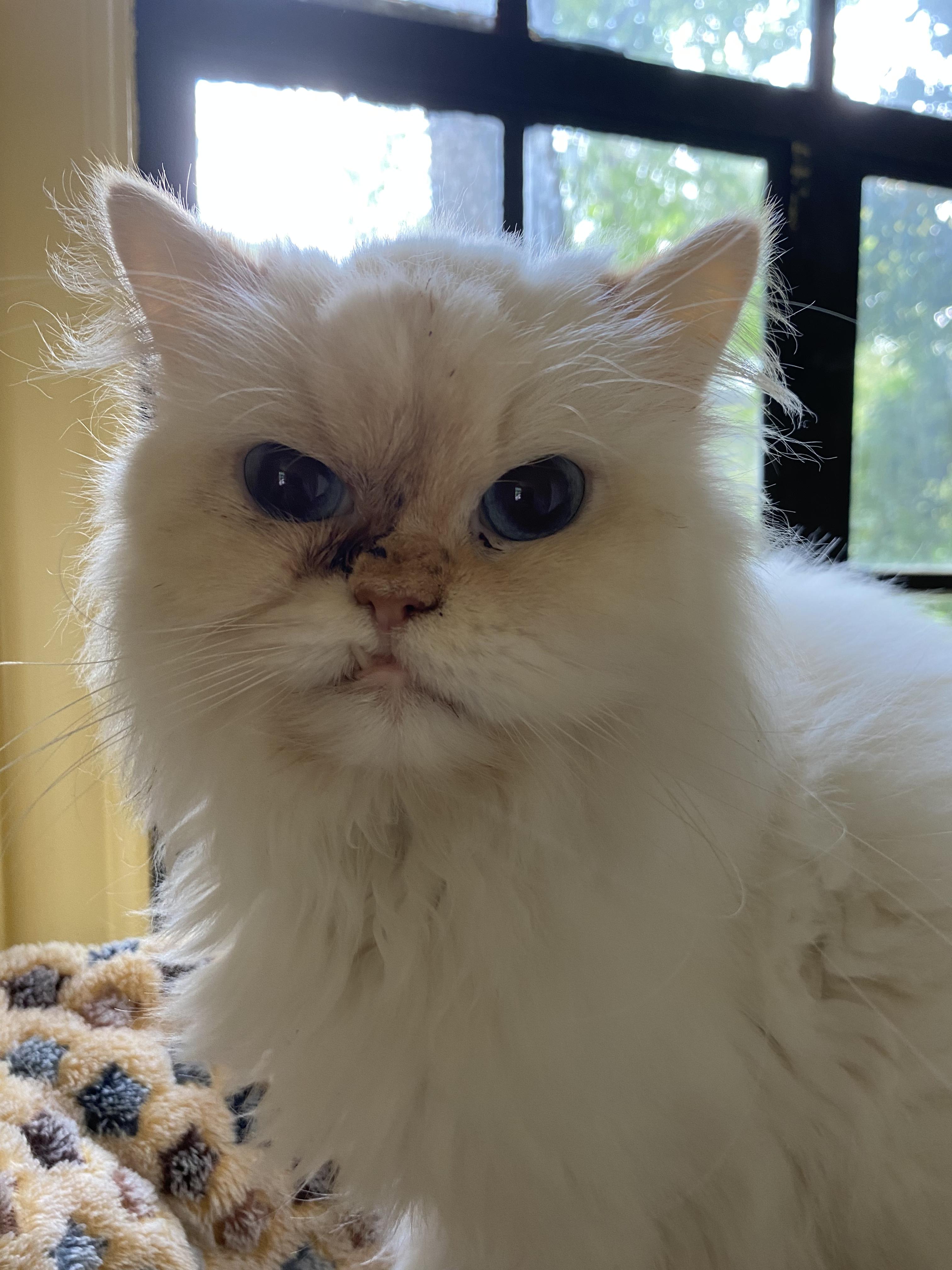 'SOPHIE', an adoptable Himalayan in North East, MD, 21901 | Photo Image 1