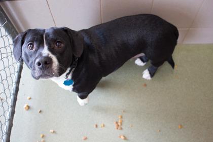 Ham Bone, Adoptable, Adult Male Basset Hound & Pit Bull Terrier.