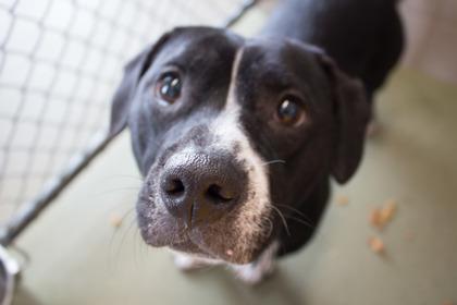 Ham Bone, a Adoptable mixed breed in Woodbury, MN image 2/2