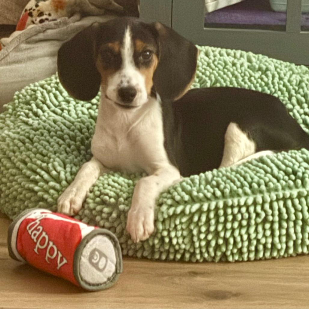 Rodeo, Adoptable, Puppy Male Basset Hound & Beagle.