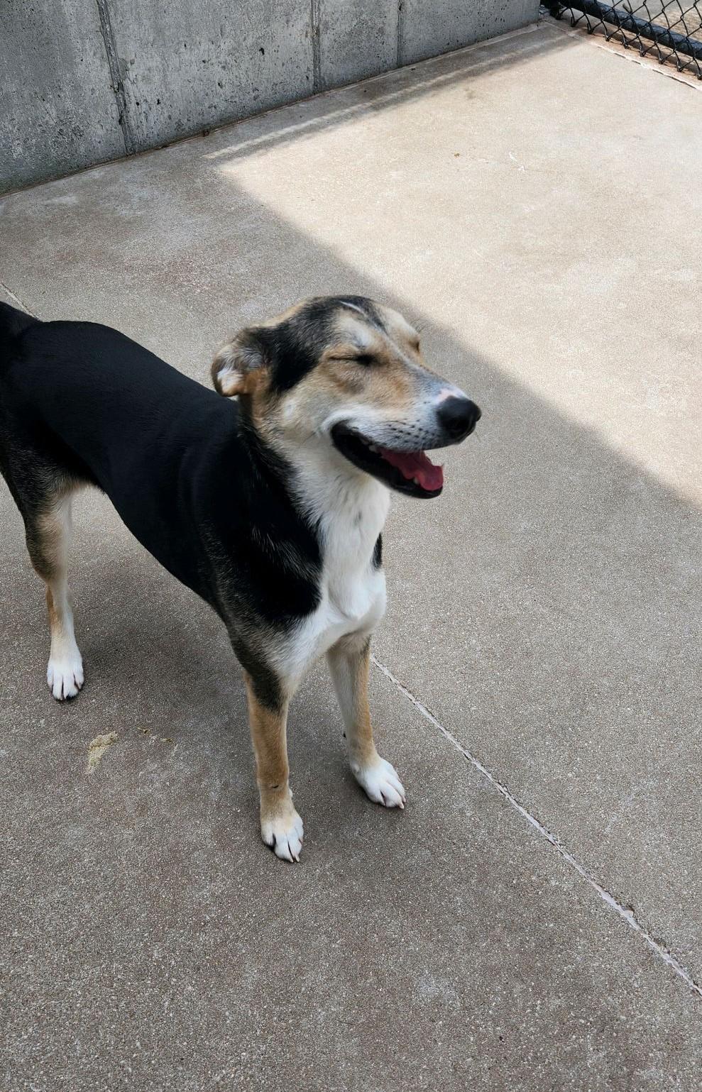 Angel, Young Female Hound