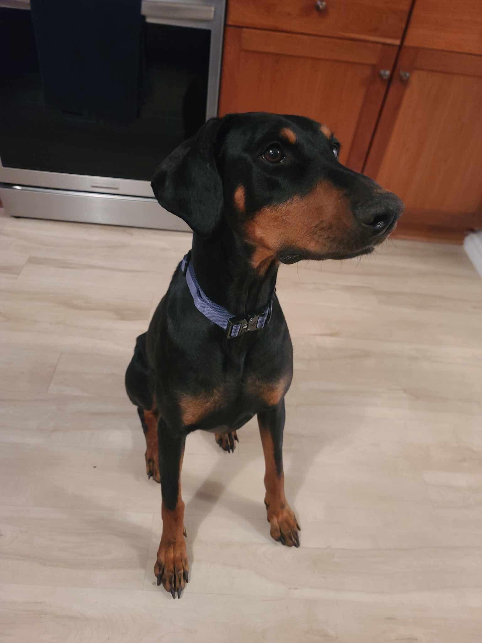 Enlarge DeeDee, a Adoptable Doberman Pinscher in Minneapolis, MN image 1/3