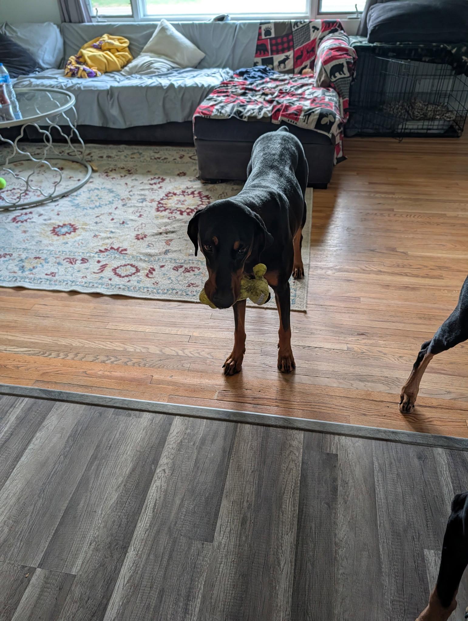 Enlarge DeeDee, a Adoptable Doberman Pinscher in Minneapolis, MN image 1/3