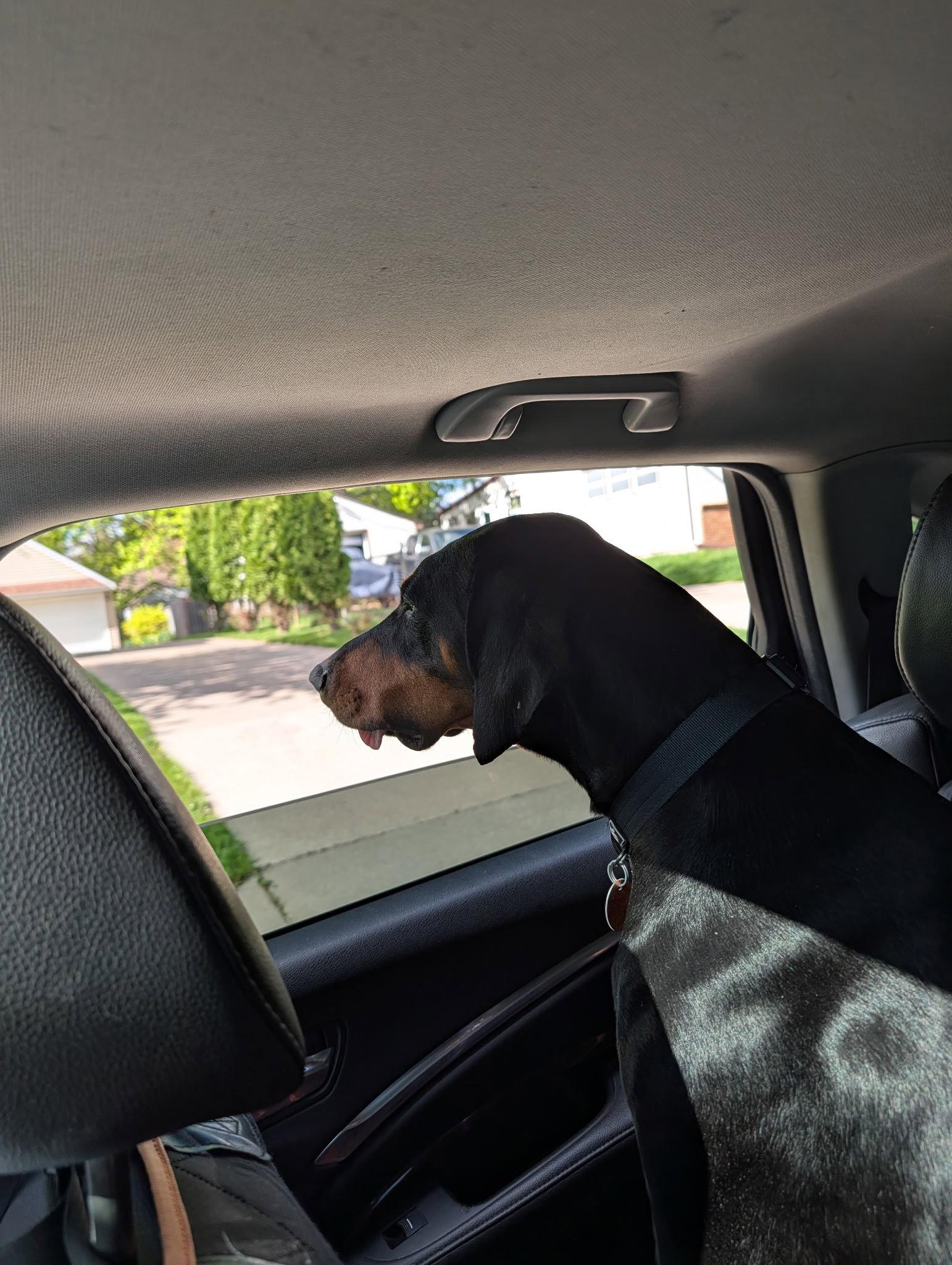 DeeDee, Adoptable, Adult Female Doberman Pinscher.