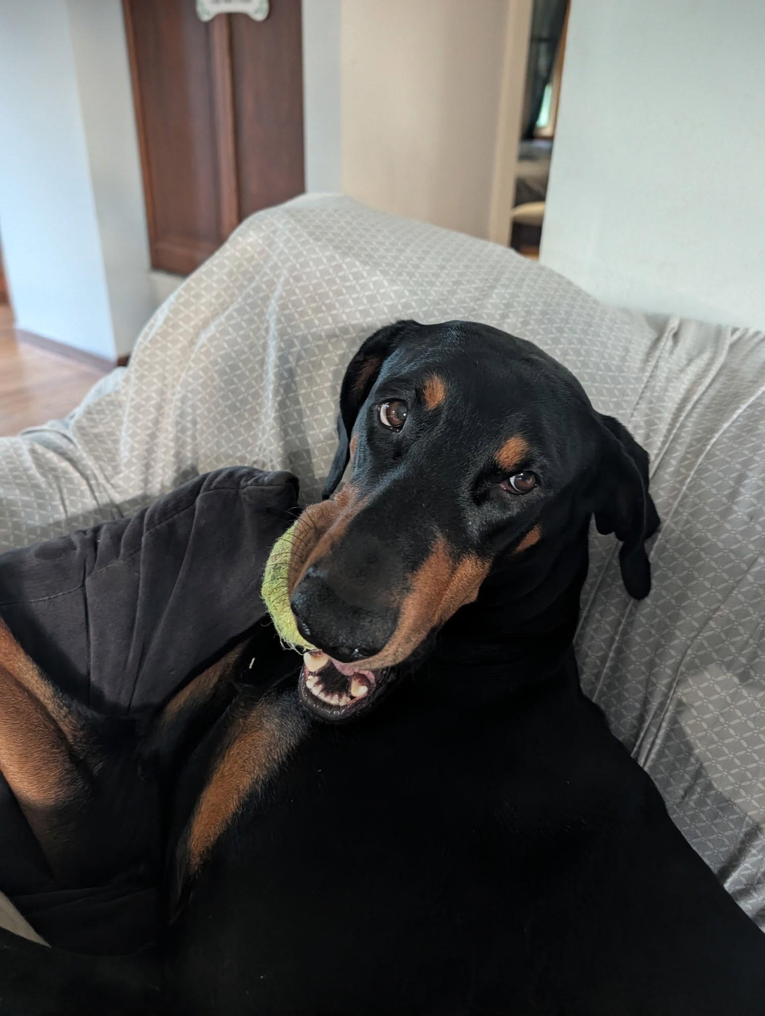 Enlarge DeeDee, a Adoptable Doberman Pinscher in Minneapolis, MN image 2/3