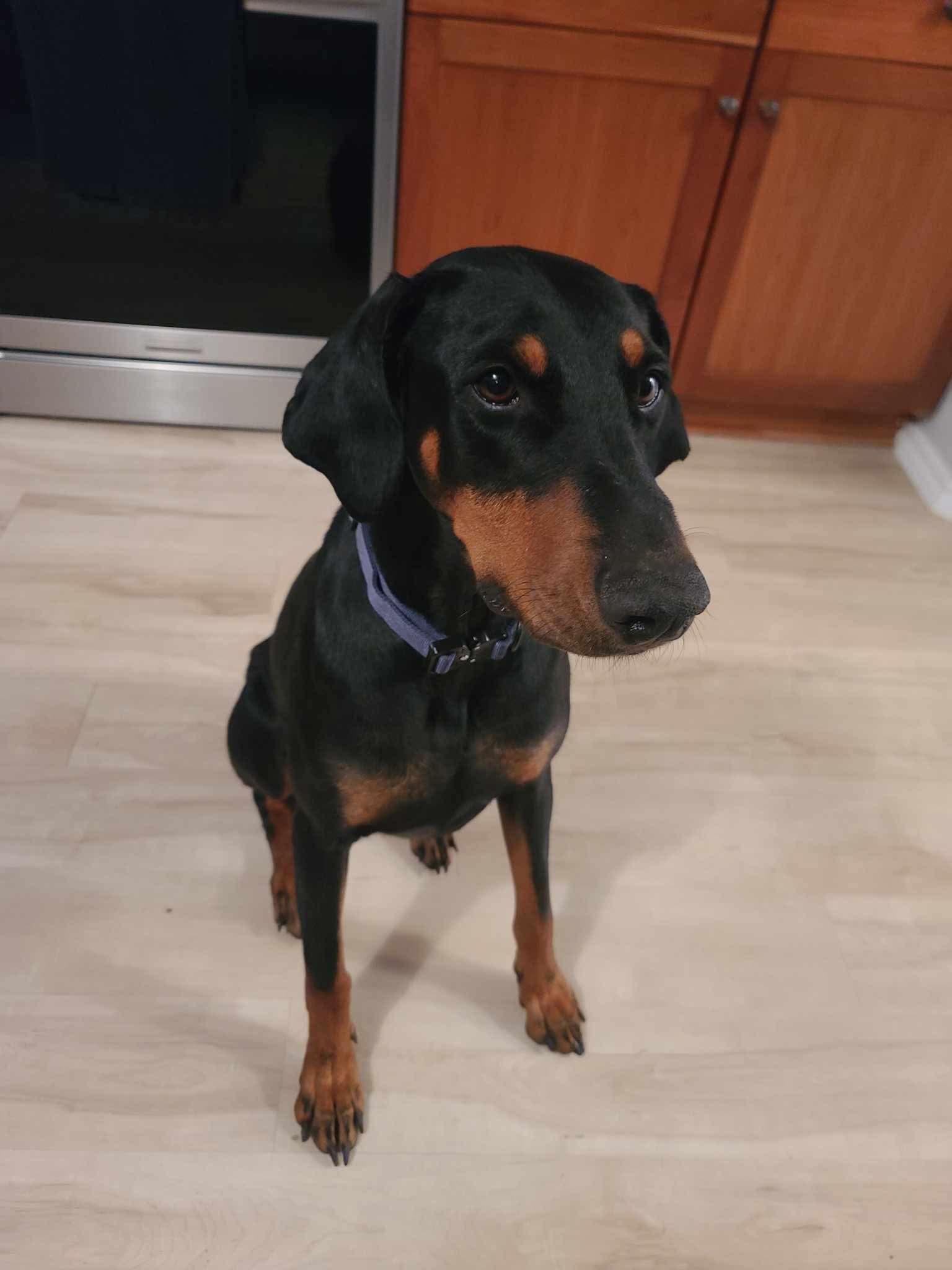Enlarge DeeDee, a Adoptable Doberman Pinscher in Minneapolis, MN image 2/3