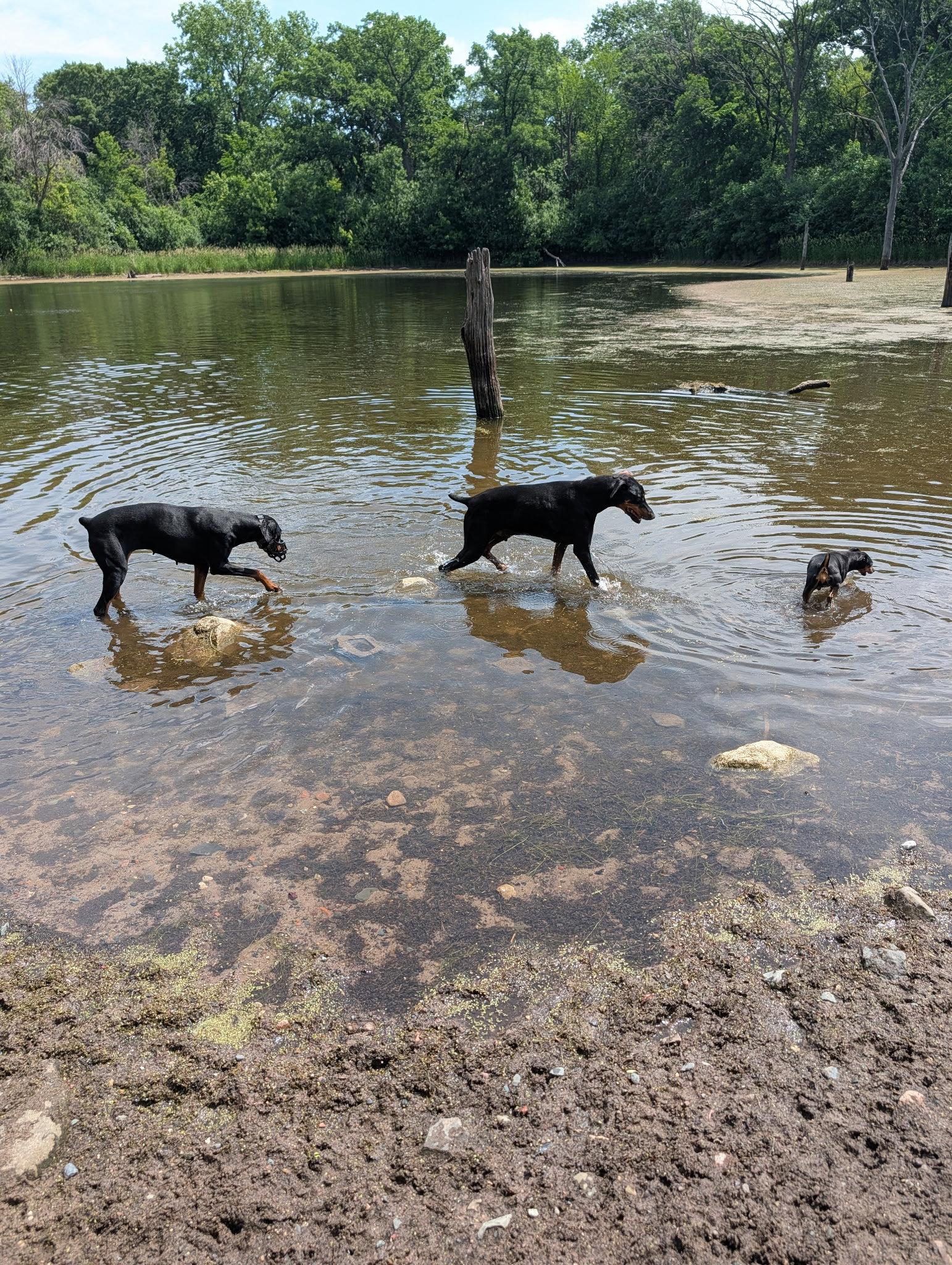 Enlarge DeeDee, a Adoptable Doberman Pinscher in Minneapolis, MN image 3/3