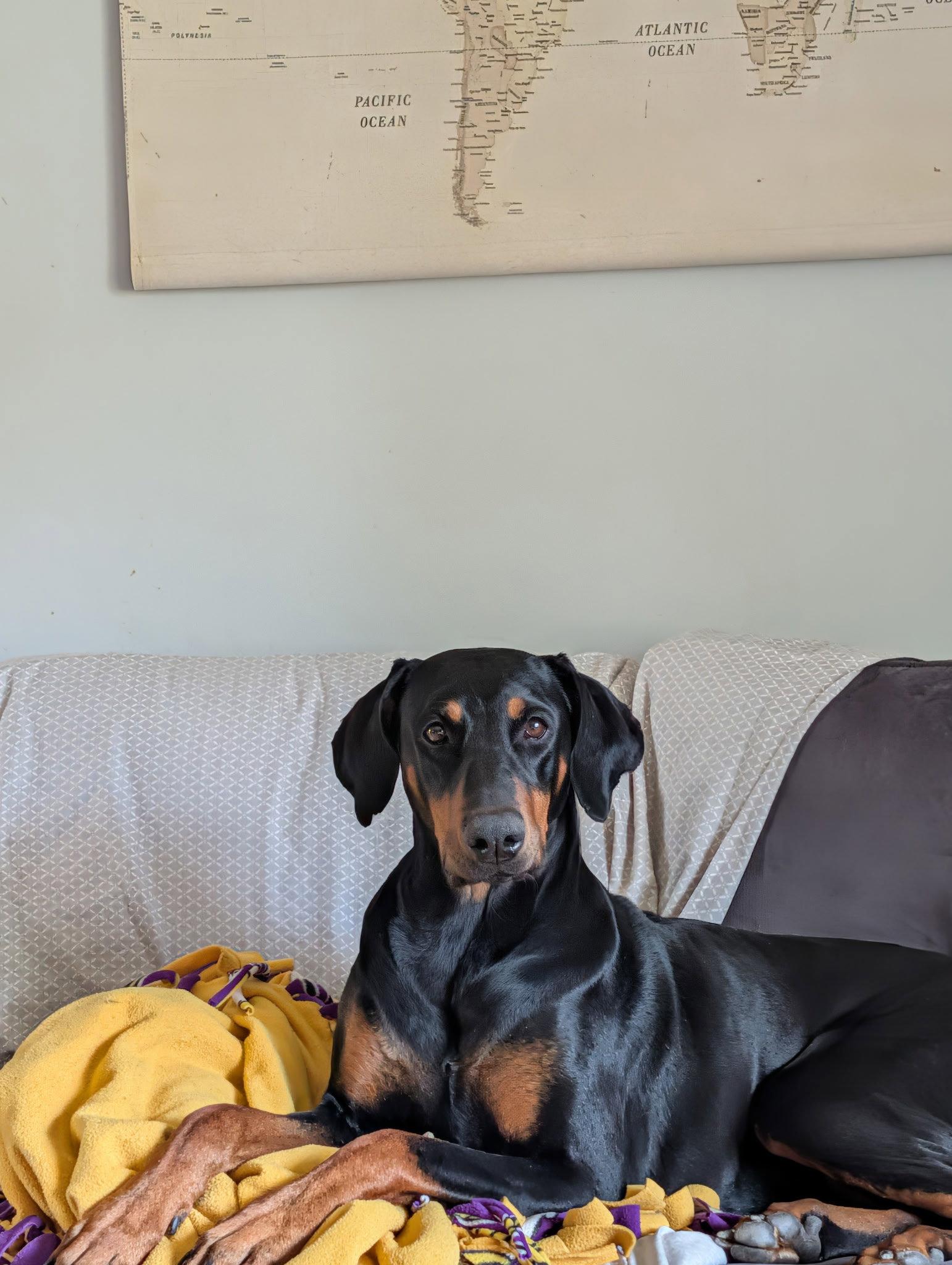 Enlarge DeeDee, a Adoptable Doberman Pinscher in Minneapolis, MN image 3/3