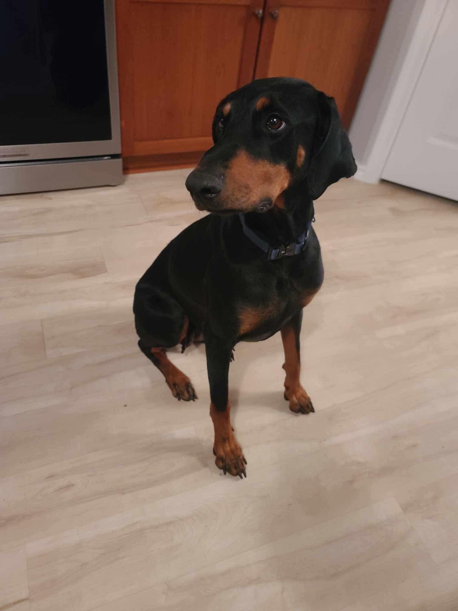 Enlarge DeeDee, a Adoptable Doberman Pinscher in Minneapolis, MN image 3/3