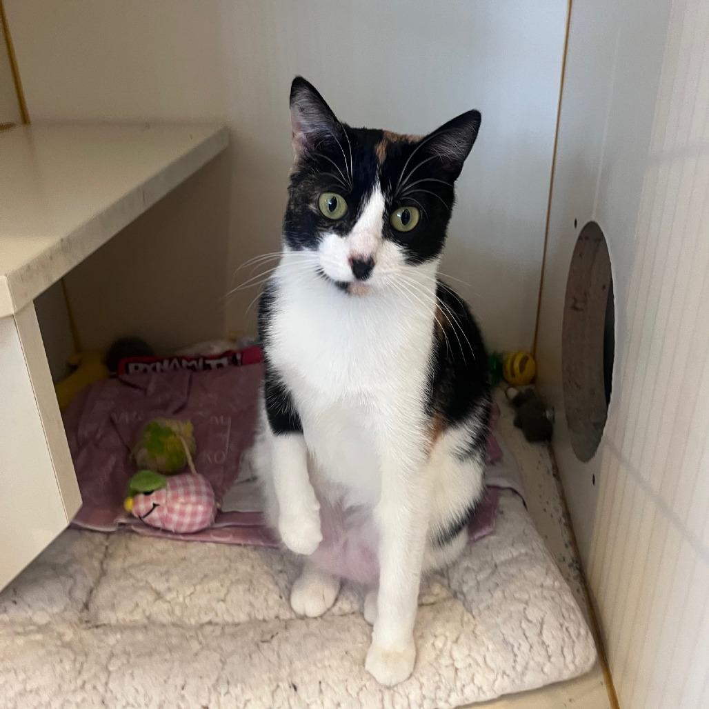 Pebbles, Adoptable, Young Female Domestic Short Hair.