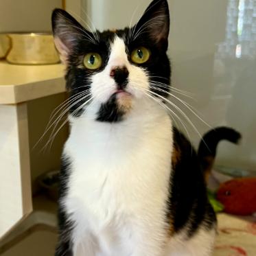 Enlarge Pebbles, a Adoptable Domestic Short Hair in St. Louis, MO image 2/6
