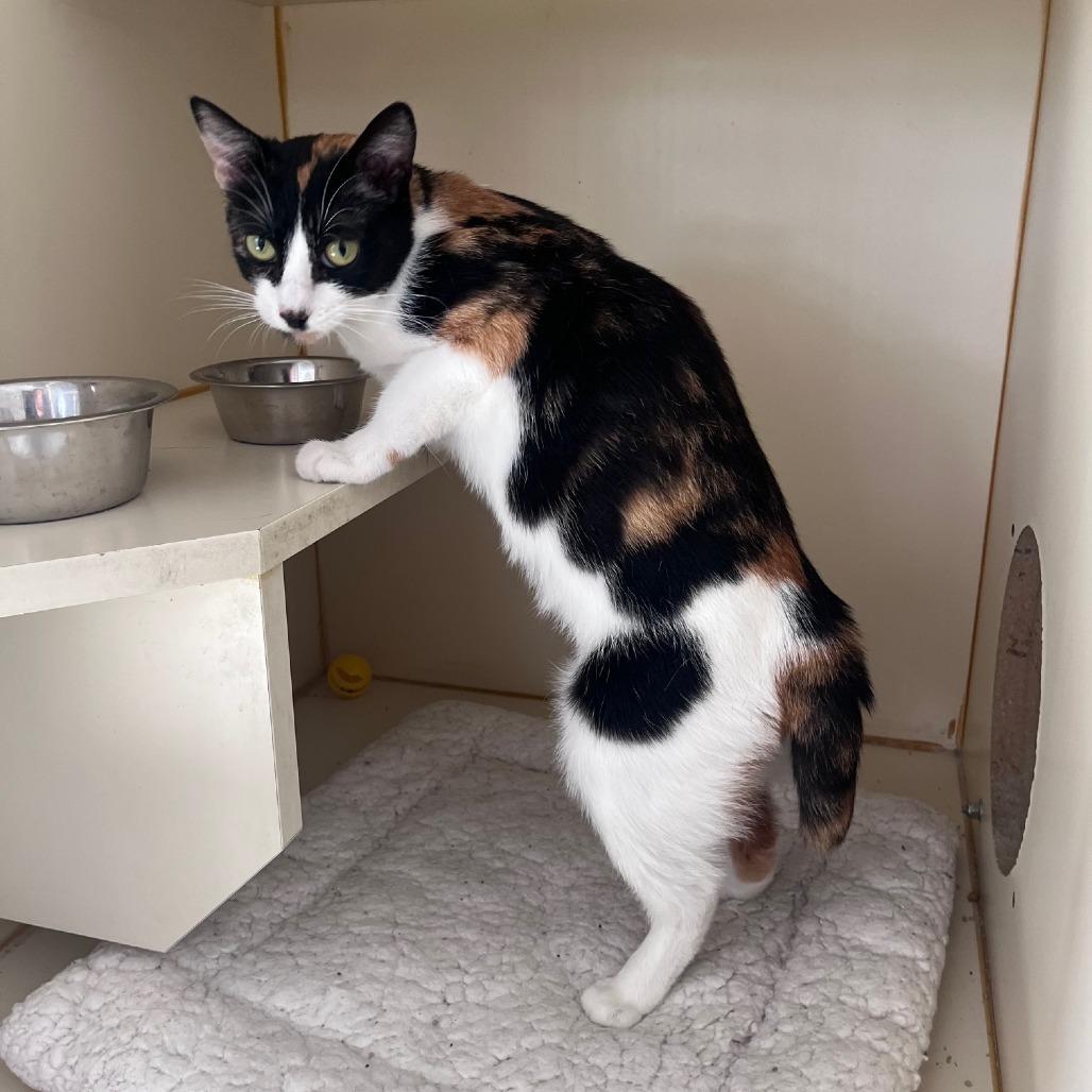 Enlarge Pebbles, a Adoptable Domestic Short Hair in St. Louis, MO image 3/6