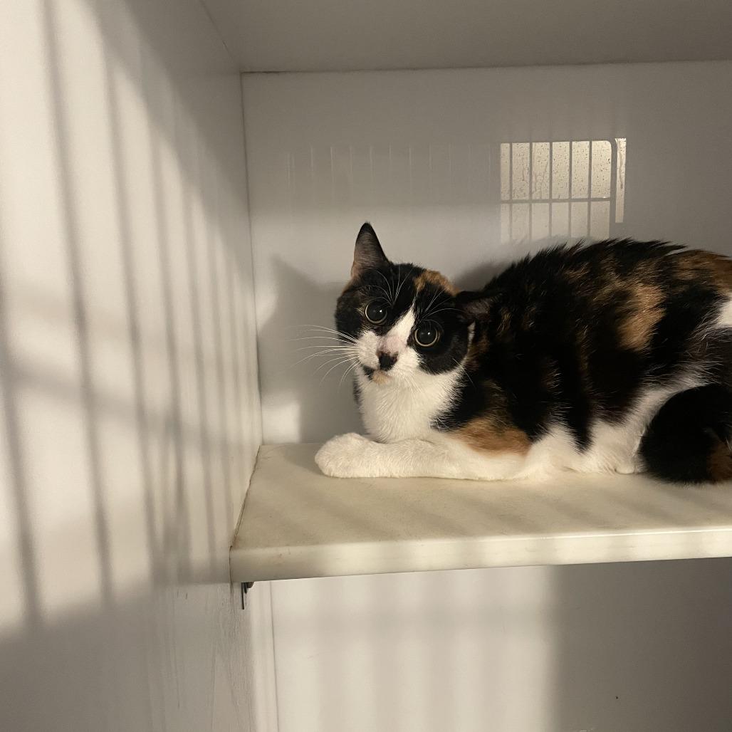 Enlarge Pebbles, a Adoptable Domestic Short Hair in St. Louis, MO image 4/6