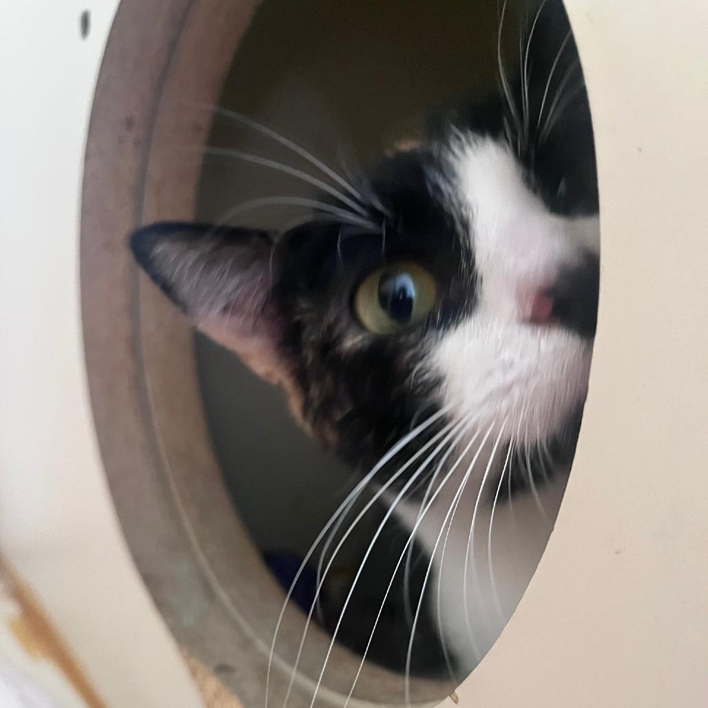 Enlarge Pebbles, a Adoptable Domestic Short Hair in St. Louis, MO image 5/6