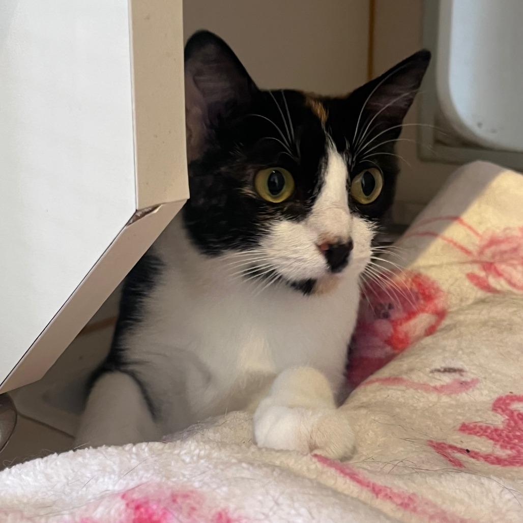Enlarge Pebbles, a Adoptable Domestic Short Hair in St. Louis, MO image 6/6