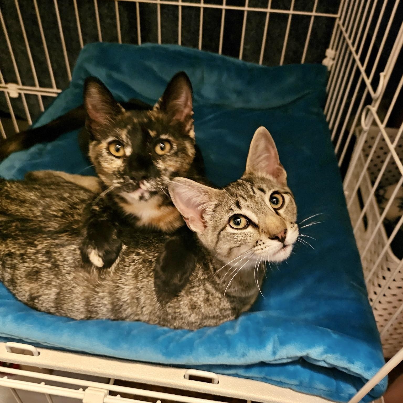 Enlarge Willow & Violet (bonded pair), a Adopted Tabby in Sacramento, CA image 5/5