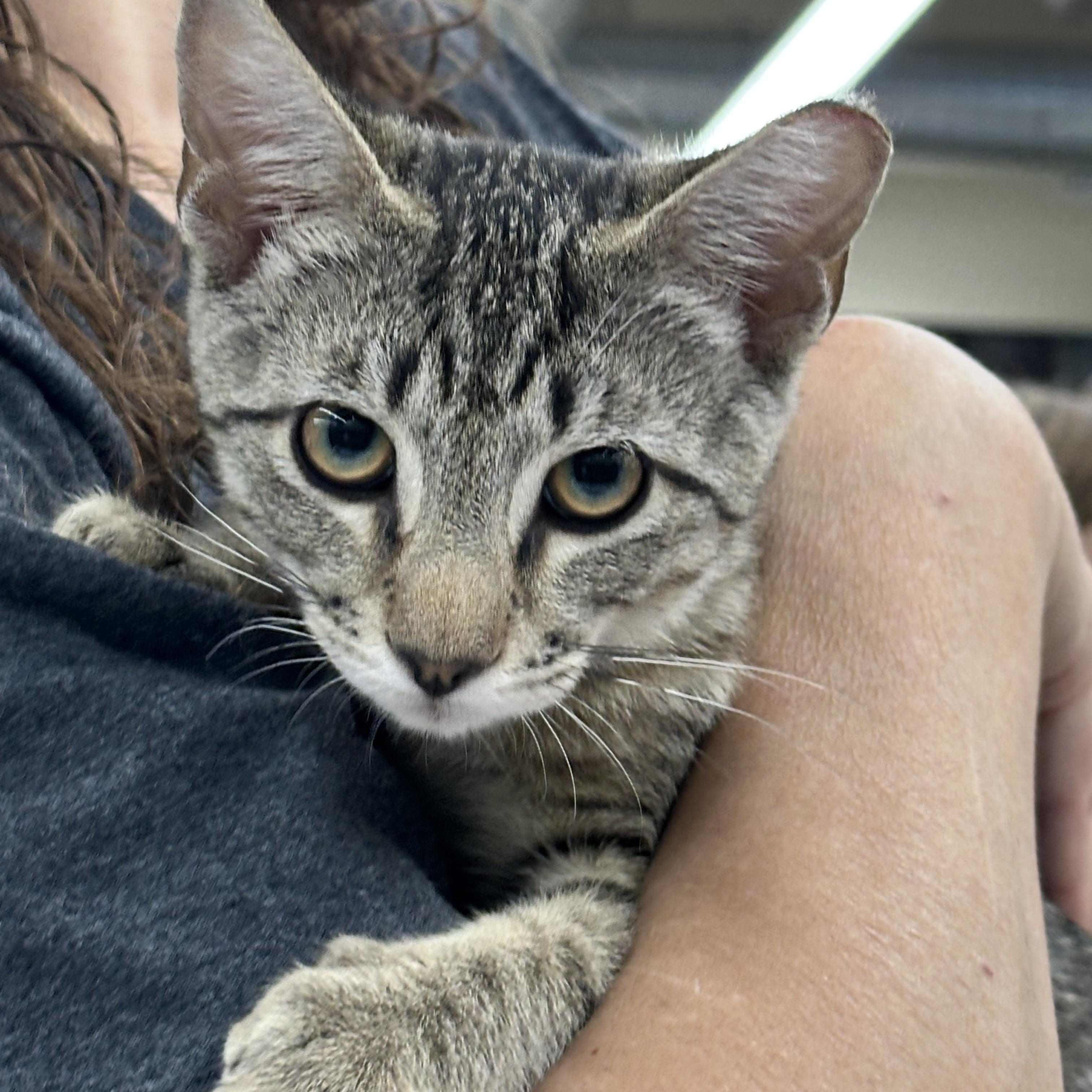 Enlarge Willow & Violet (bonded pair), a Adopted Tabby in Sacramento, CA image 3/5