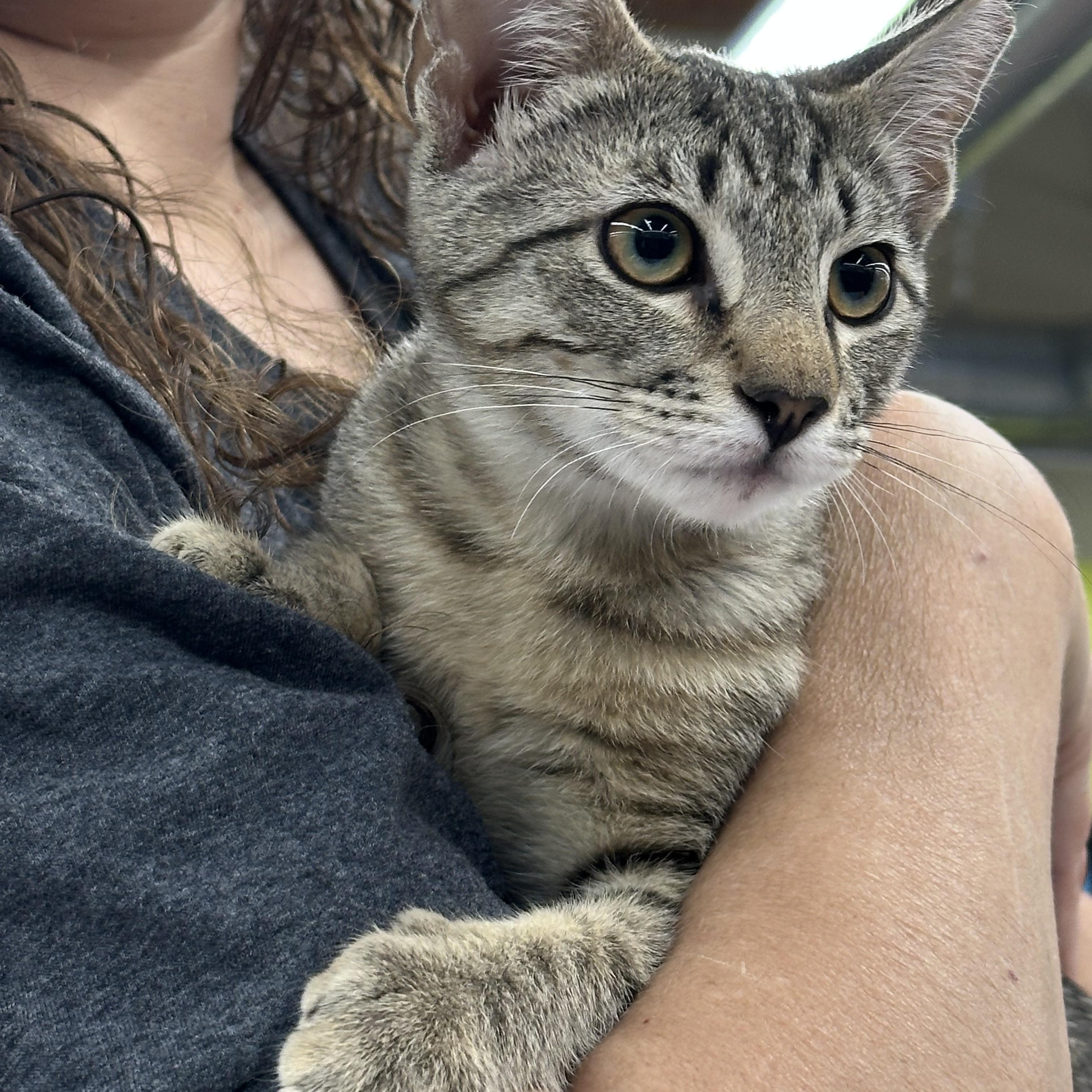 Enlarge Willow & Violet (bonded pair), a Adopted Tabby in Sacramento, CA image 4/5