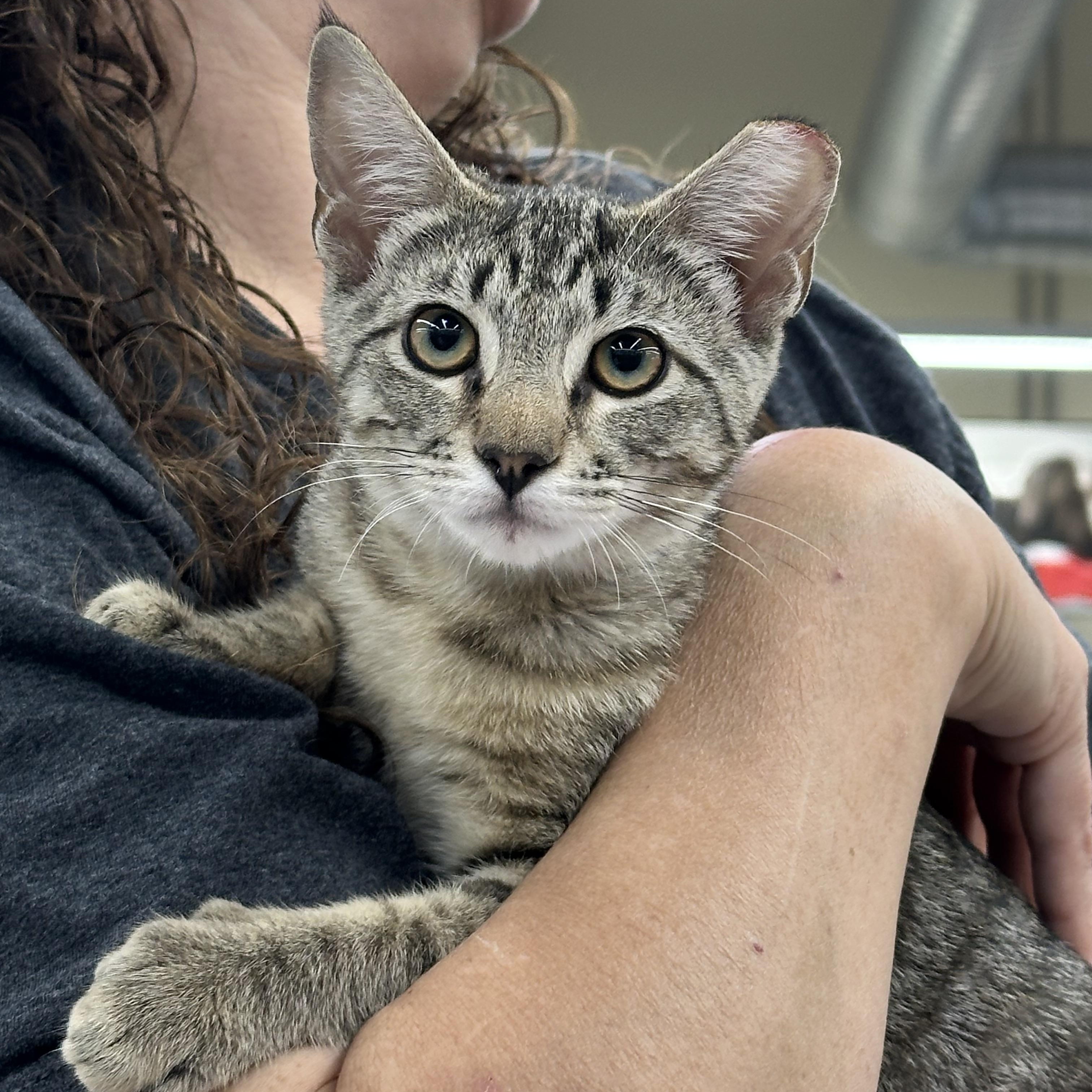 Willow & Violet (bonded pair), Adopted, Kitten Female Tabby.