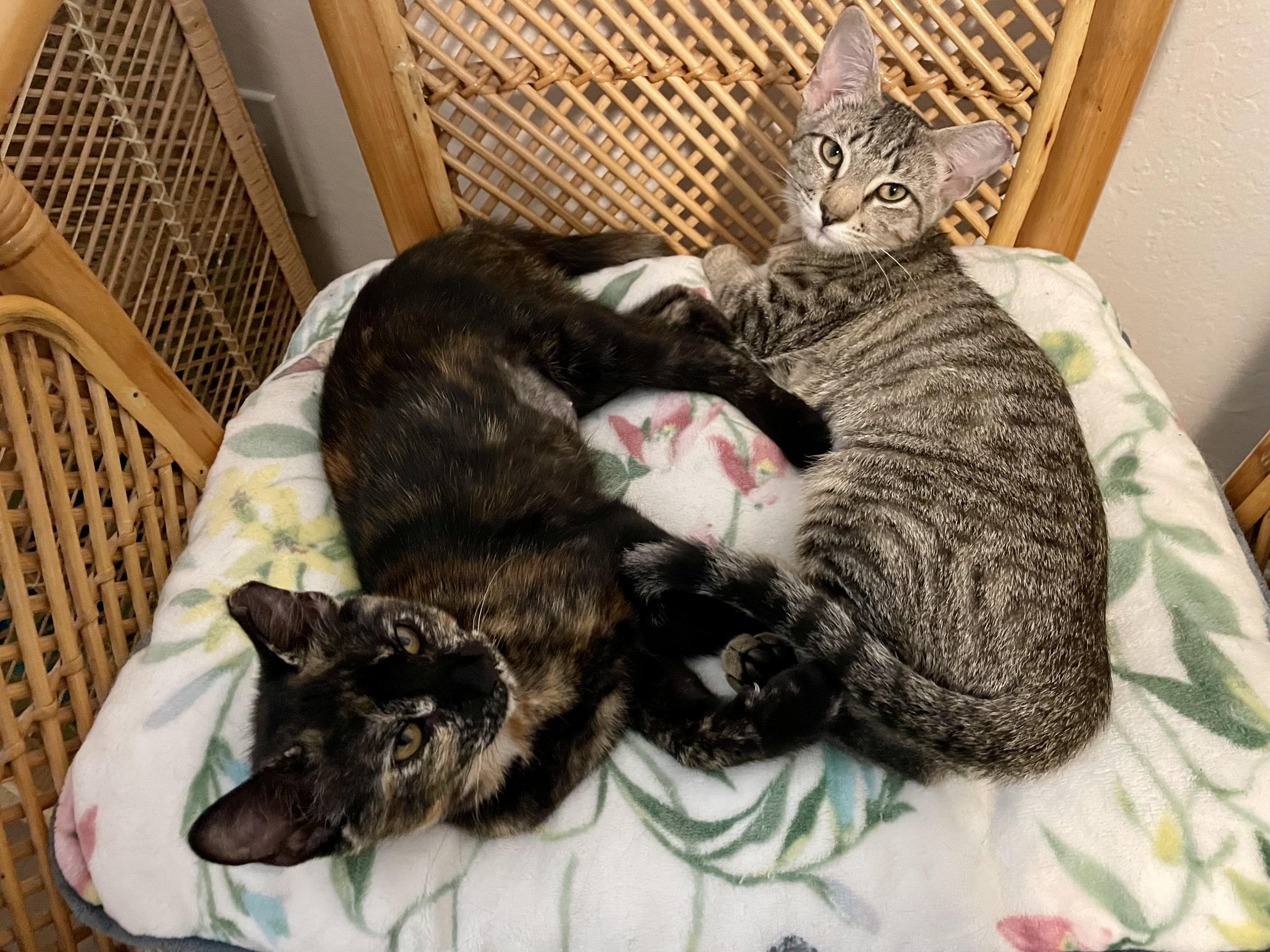 Enlarge Willow & Violet (bonded pair), a Adopted Tabby in Sacramento, CA image 2/5