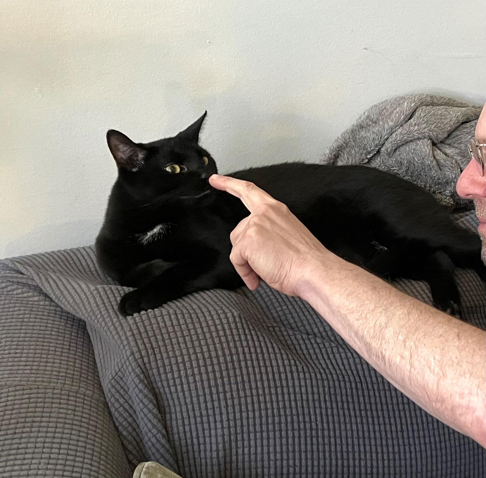 Frank aka Black Panther, a Adoptable Bombay in Brooklyn, NY image 1/3