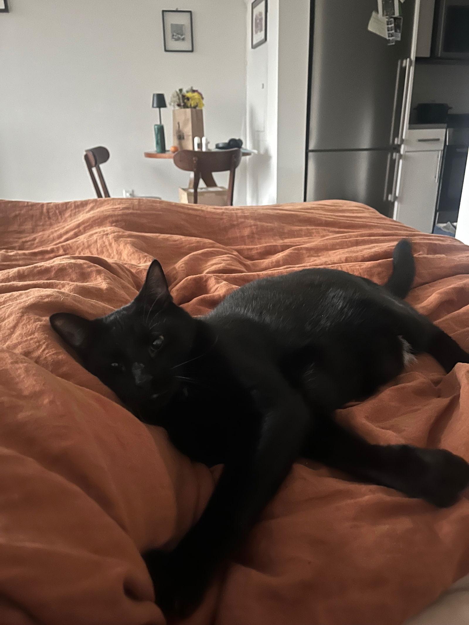 Frank Aka Black Panther thumbnail 2