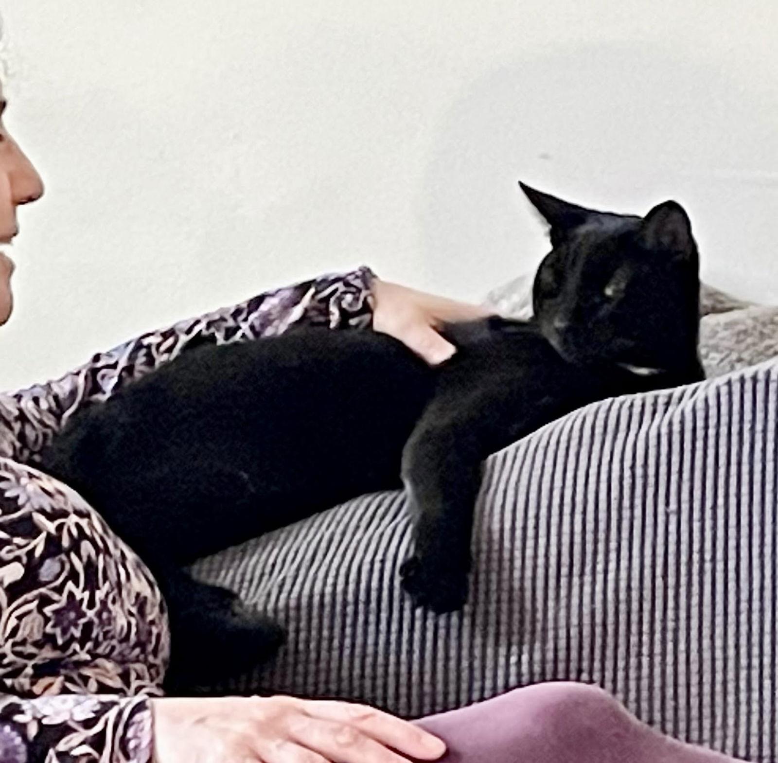 Frank aka Black Panther, Adoptable, Young Male Bombay.