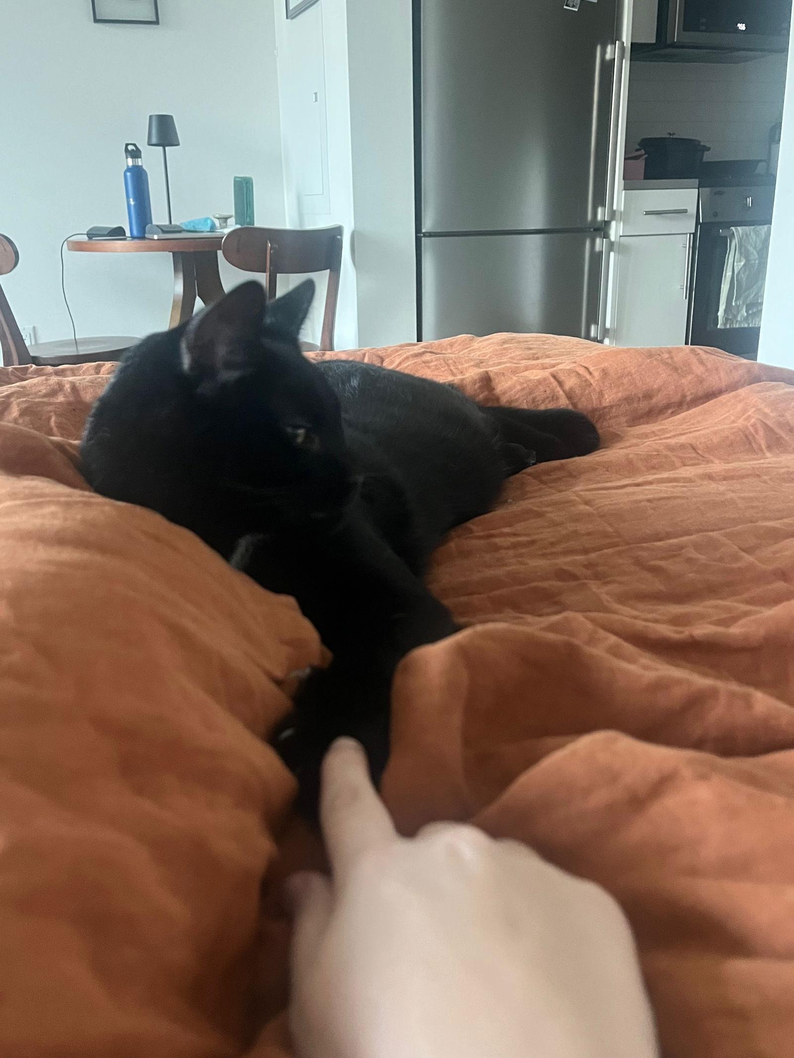 Frank Aka Black Panther thumbnail 3