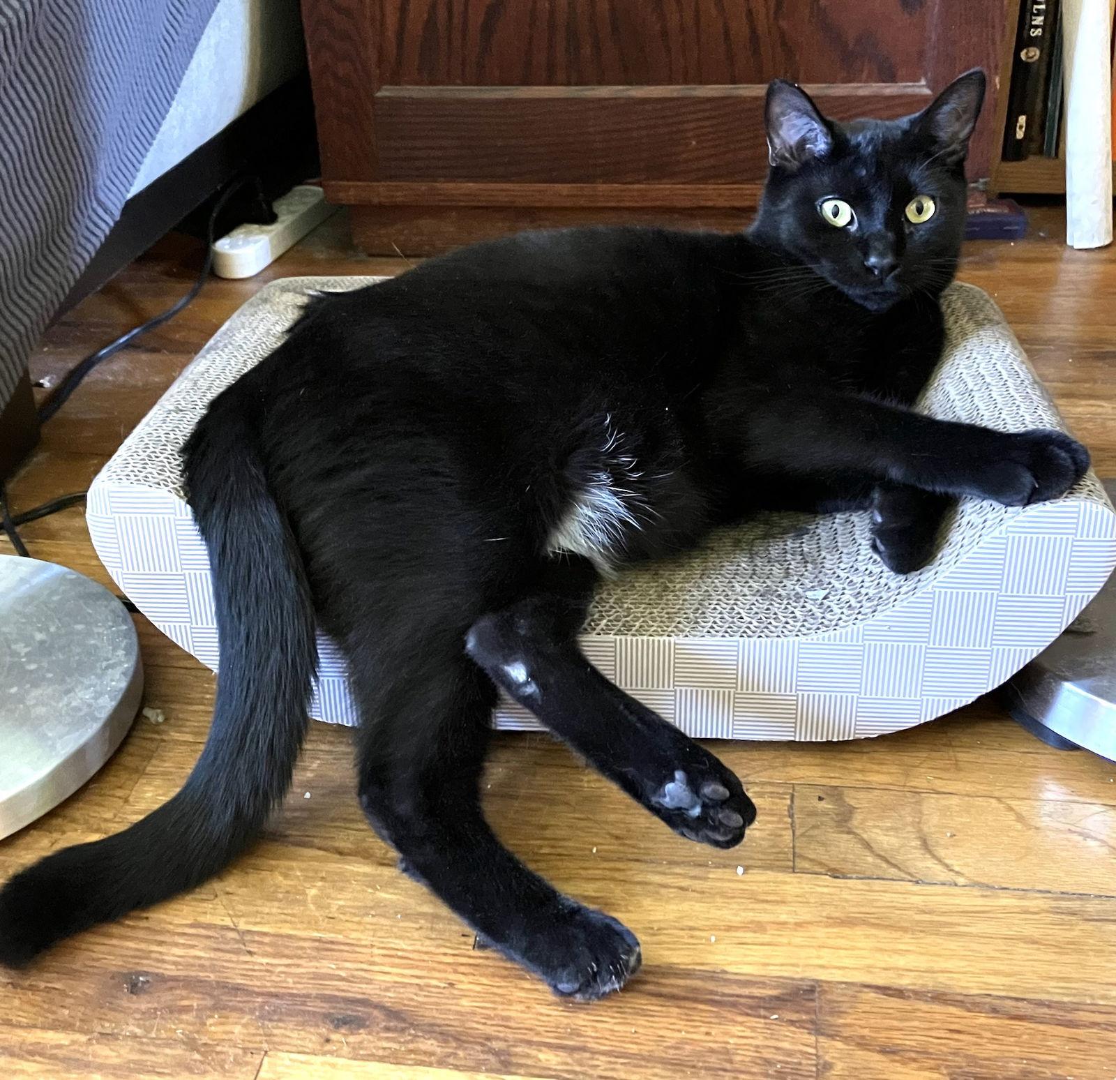 Enlarge Frank aka Black Panther, a Adoptable Bombay in Brooklyn, NY image 2/3
