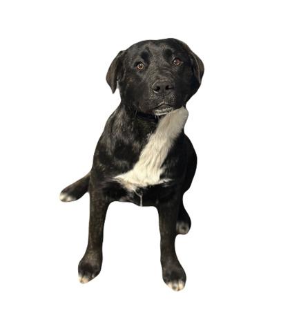 Goldie, adopted, Young Female Cane Corso.