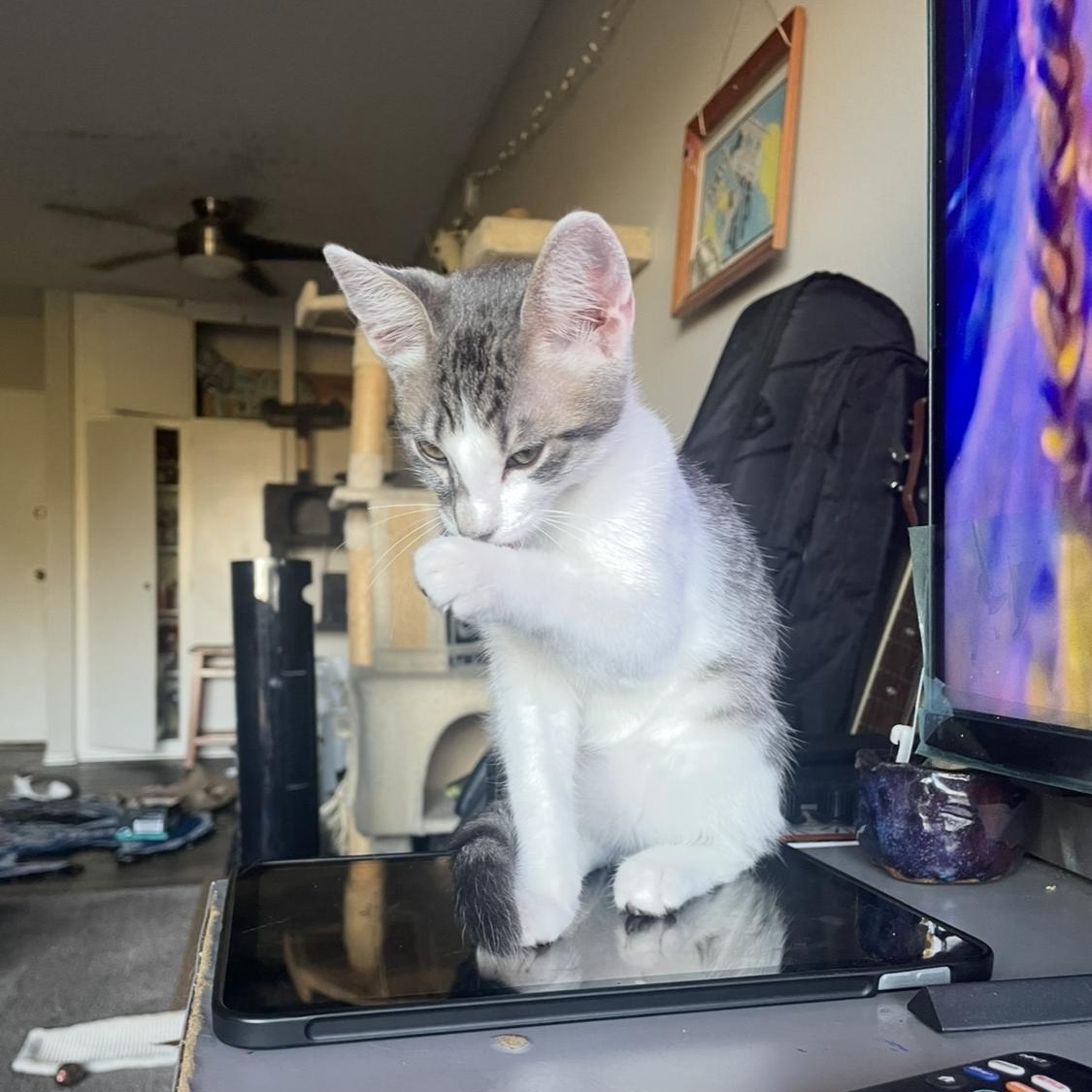 Enlarge Charlie, a Adoptable Domestic Short Hair in Santa Ana, CA image 4/6