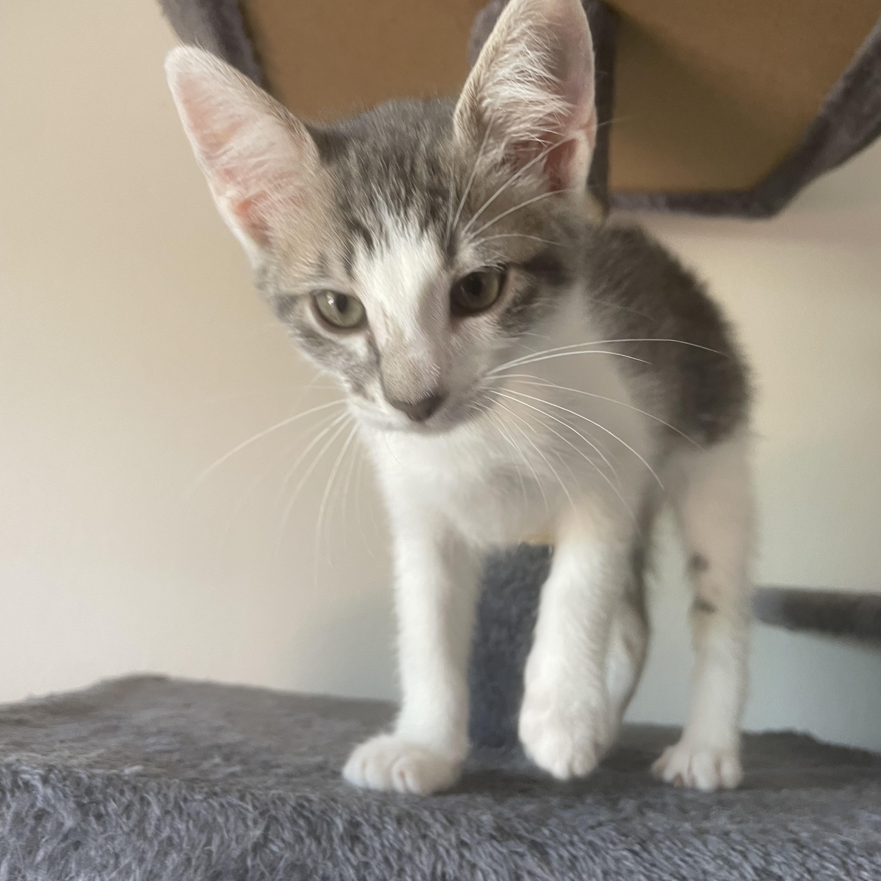 Enlarge Charlie, a Adoptable Domestic Short Hair in Santa Ana, CA image 5/6