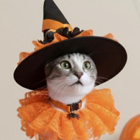 Charlie, Adoptable, Young Female Domestic Short Hair.