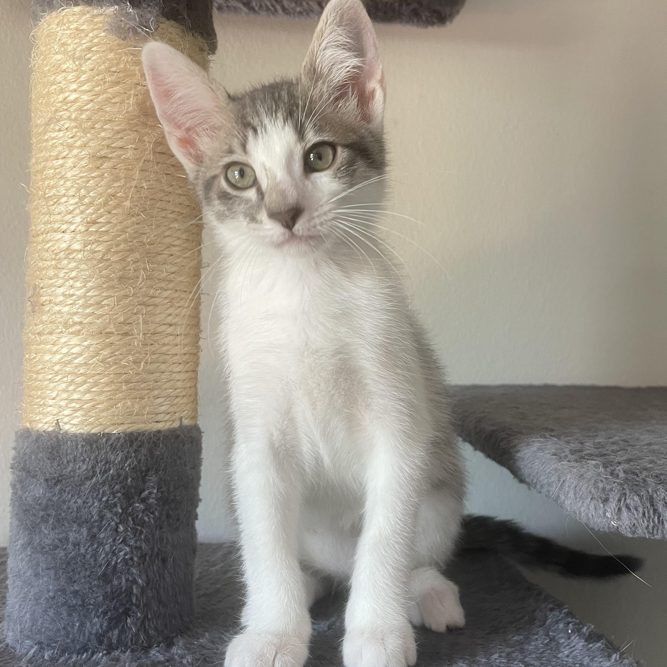 Charlie, Baby Female Domestic Short Hair