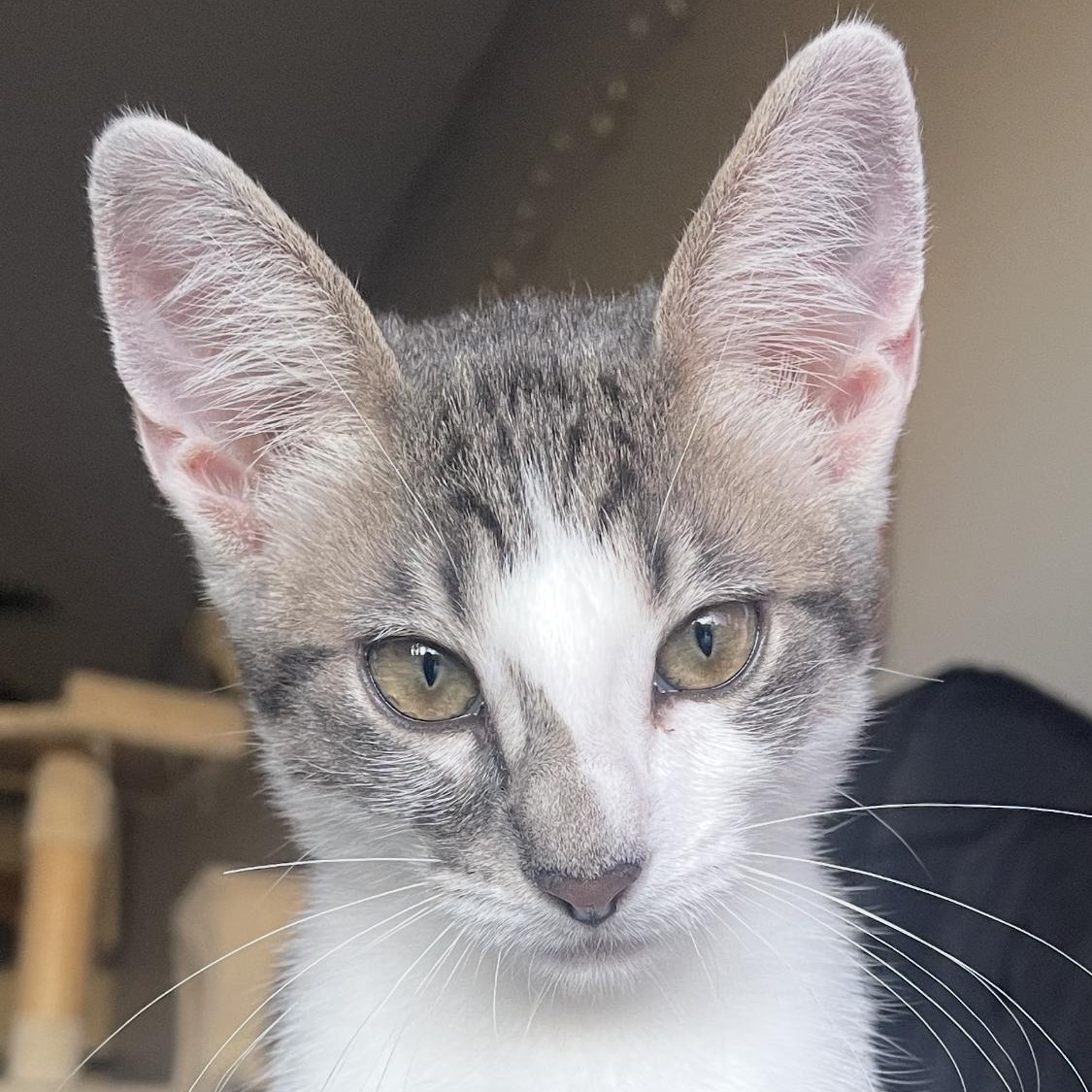 Enlarge Charlie, a Adoptable Domestic Short Hair in Santa Ana, CA image 2/6