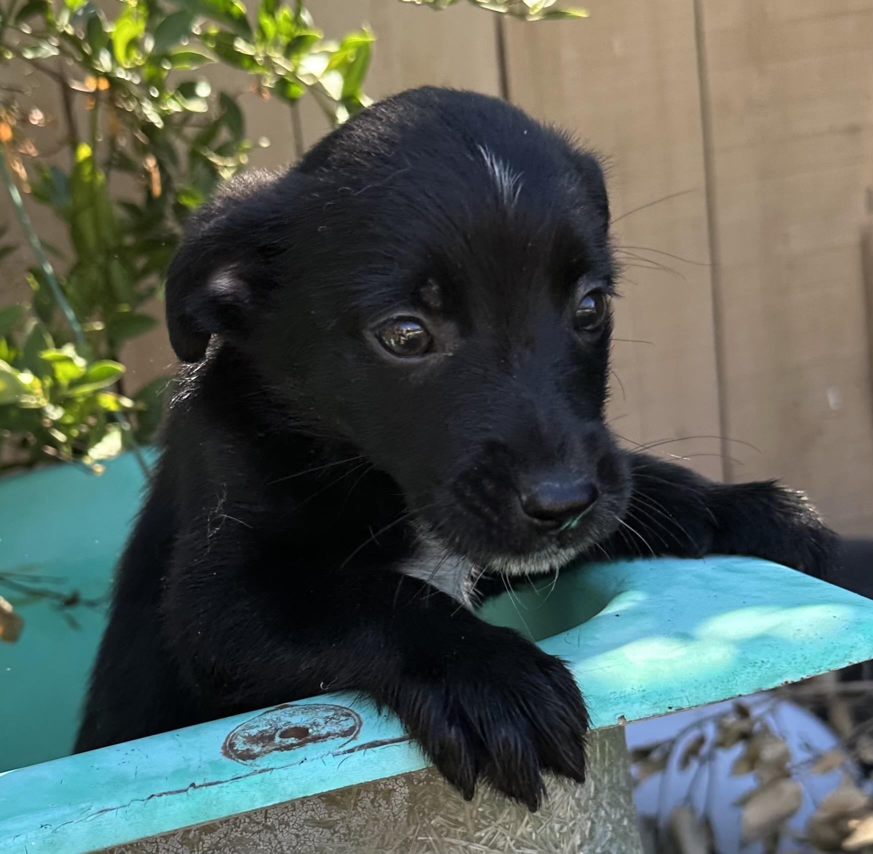 Buckaroo, Adoptable, Puppy Male Border Collie & Labrador Retriever.