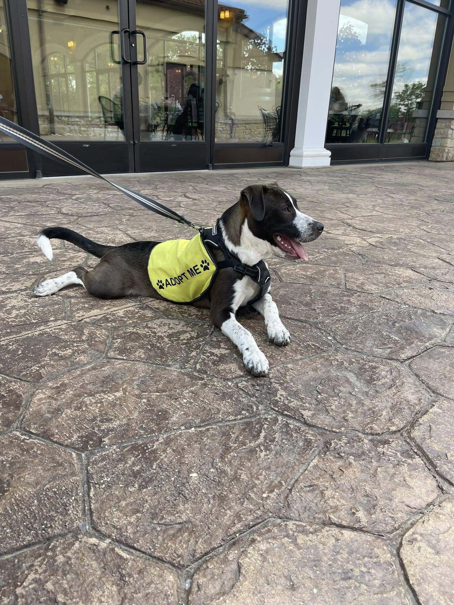Gottie, Adopted, Puppy Male Husky & Mixed Breed.