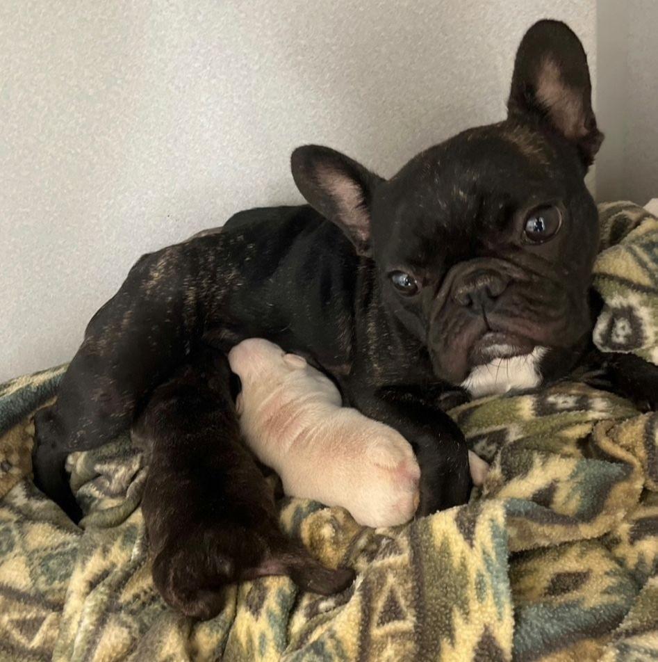 Enlarge Nalah, an adopted French Bulldog in Midway City, CA image 2/6