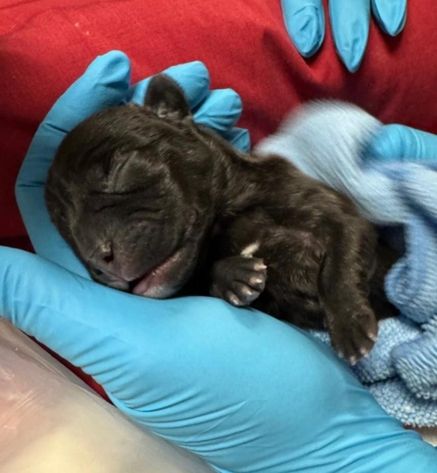 Enlarge Nalah, an adopted French Bulldog in Midway City, CA image 4/6