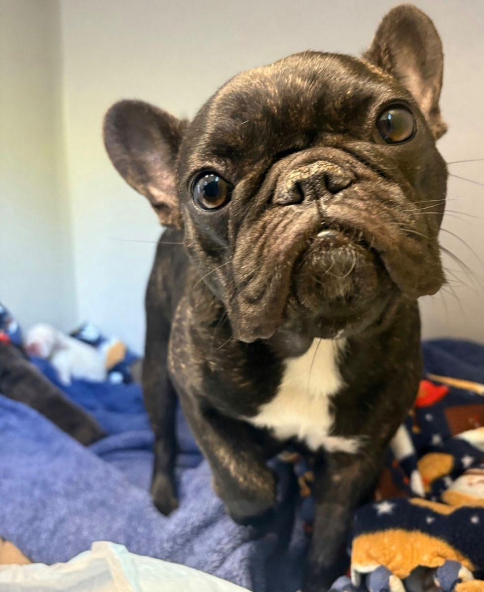 Enlarge Nalah, an adopted French Bulldog in Midway City, CA image 1/6