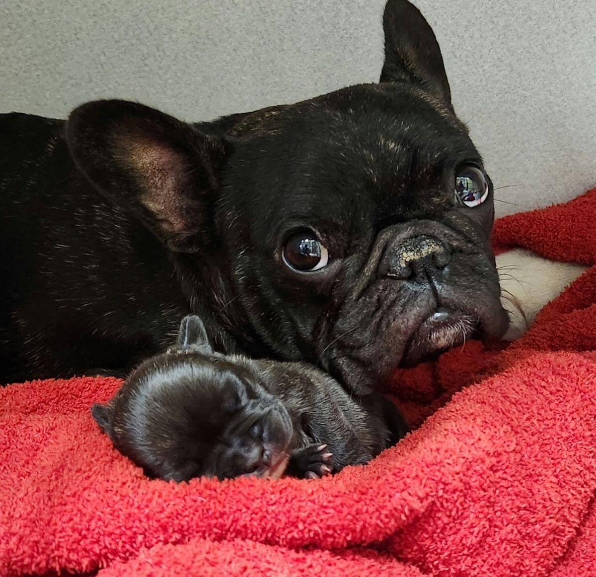 Enlarge Nalah, an adopted French Bulldog in Midway City, CA image 5/6