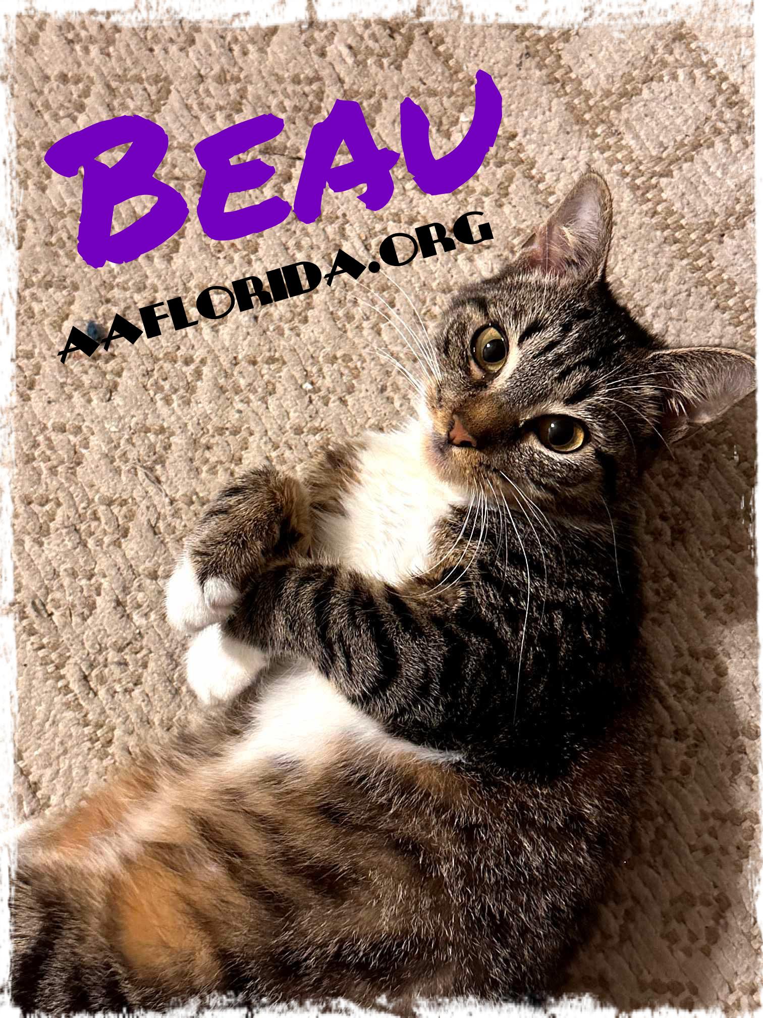 Beau, Adoptable, Young Female Tabby & Domestic Short Hair.