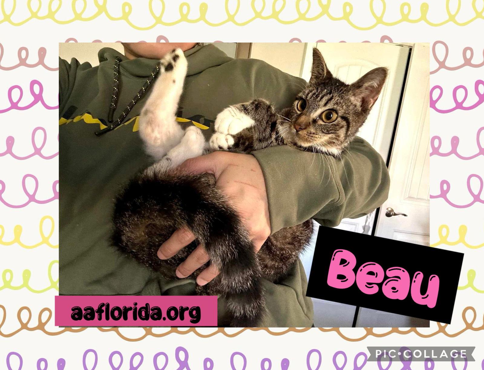 Enlarge Beau, a Adoptable mixed breed in Pensacola, FL image 2/2