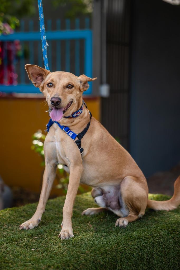 Monkey, Adoptable, Adult Male Carolina Dog & Australian Kelpie.