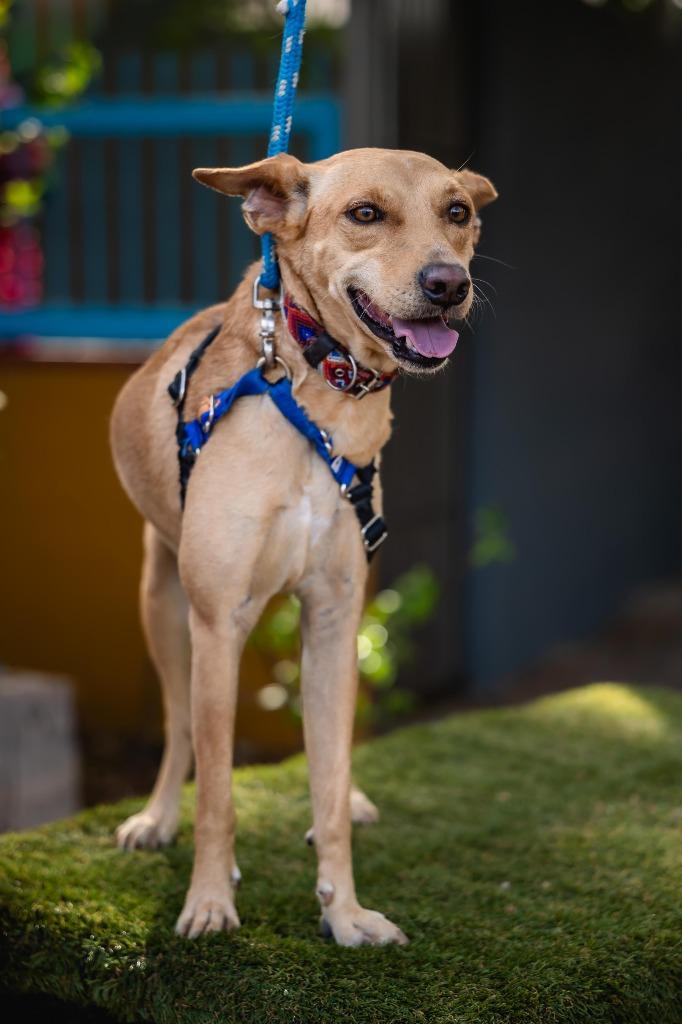 Enlarge Monkey, a Adoptable mixed breed in Portland, OR image 2/6