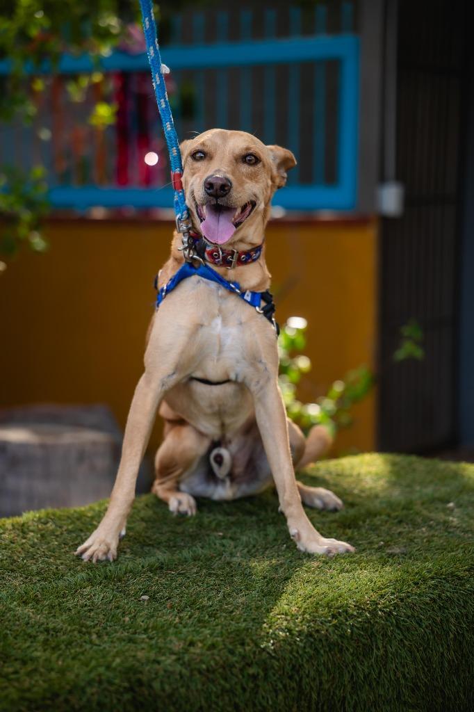 Enlarge Monkey, a Adoptable mixed breed in Portland, OR image 3/6