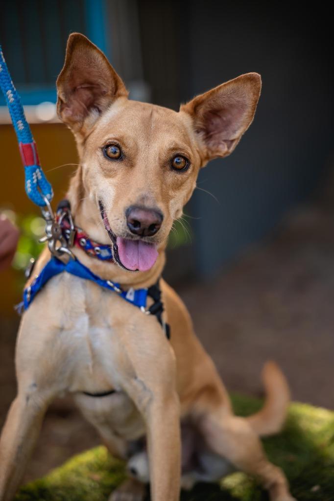 Enlarge Monkey, a Adoptable mixed breed in Portland, OR image 4/6